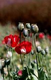Opium poppy, Papaver somniferum, is the species of plant from which opium and poppy seeds are extracted. Opium is the source of many opiates, including morphine, thebaine, codeine, papaverine, and noscapine.<br/><br/>

The Latin botanical name means the 'sleep-bringing poppy', referring to the sedative properties of some of these opiates.