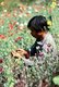 Thailand: Harvesting opium, northern Thailand, c. 1995